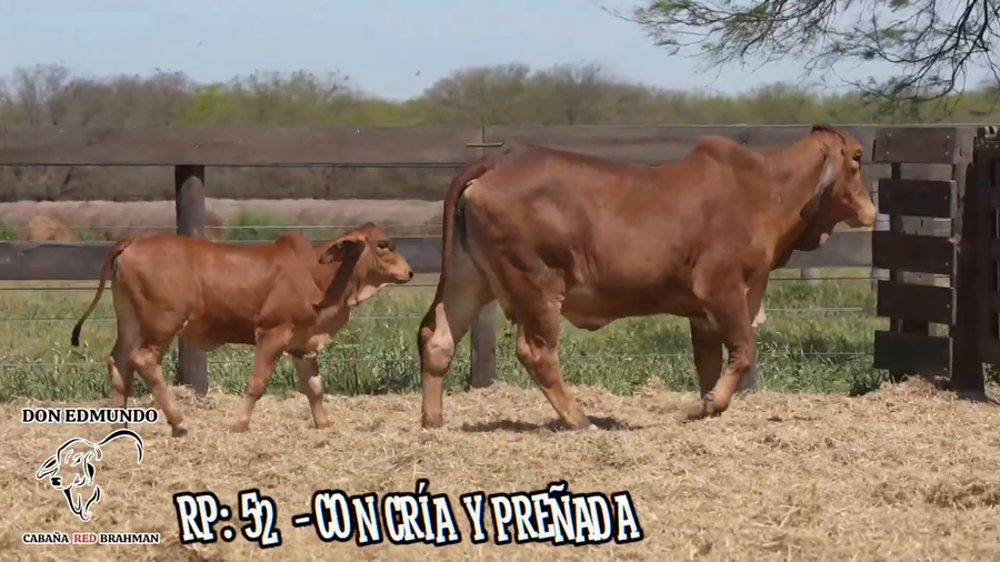 Lote Vaca c/ Cria y Preñada