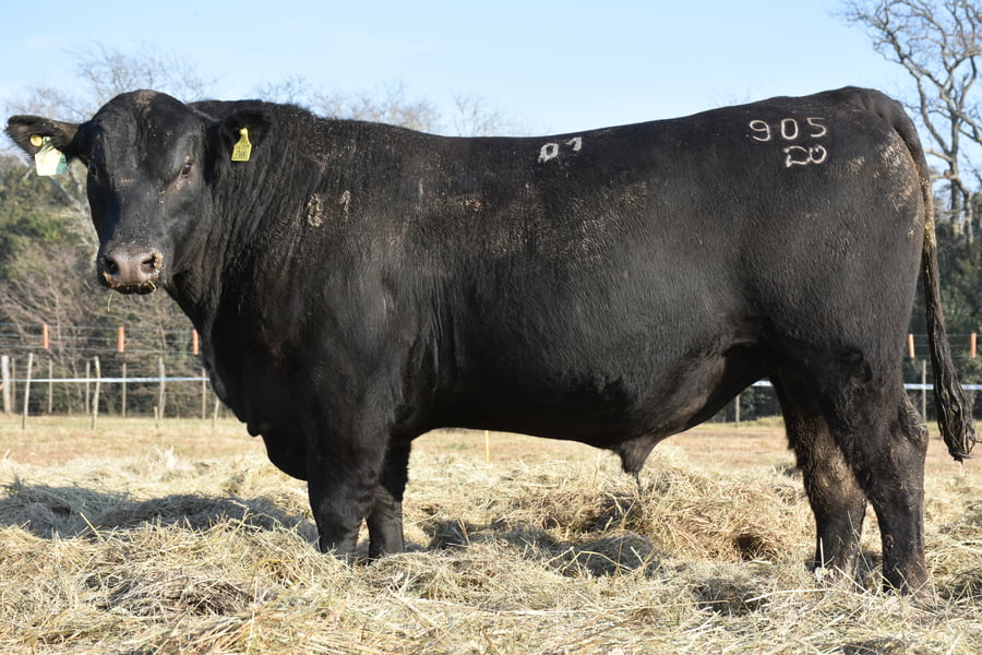 Lote TOROS PUROS DE PEDIGREE(NEGRO)(Corral 3)