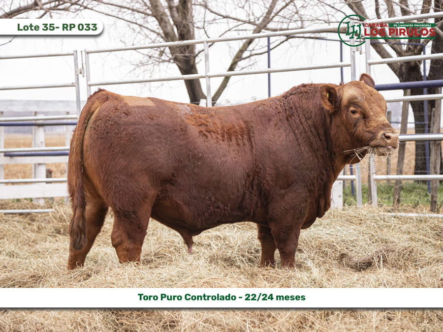 Lote TOROS PUROS CONTROLADOS - 22/24 meses