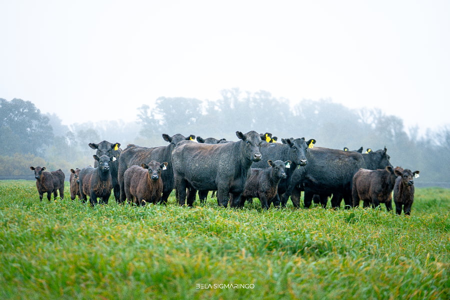 Lote VAQUILLONAS ANGUS NEGRAS PURAS CONTROLADAS PARIDAS