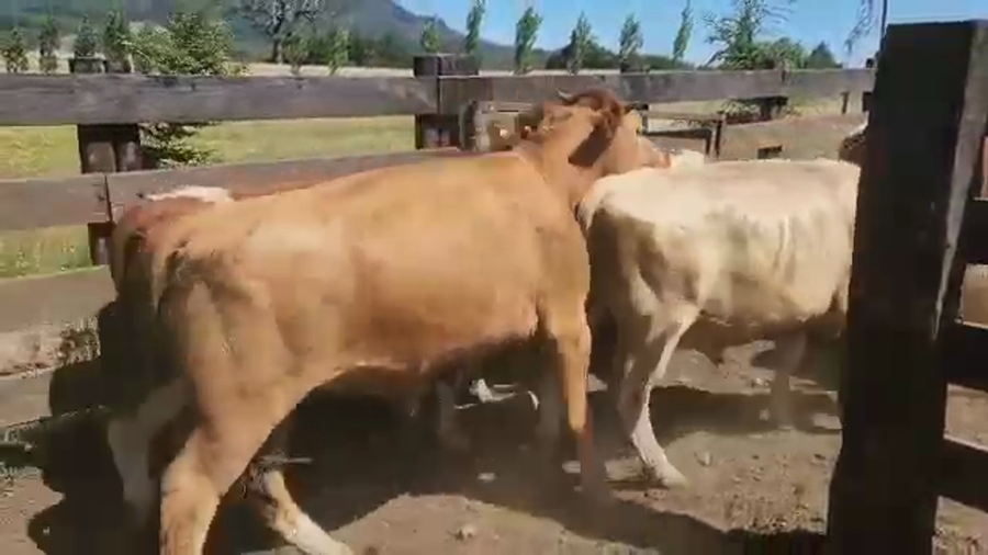 Lote 50 Novillo Engorda en Los Lagos, XIV Región Los Ríos