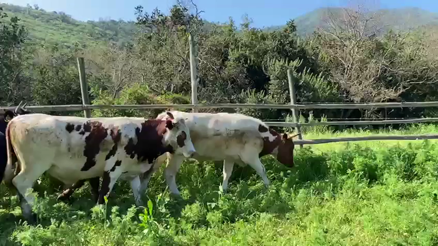 Lote 25 Novillo Engorda en La Ligua,  V  Región Valparaíso