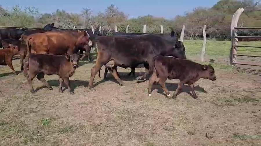 Lote 16 Vacas CUT con cría en Villaguay, Entre Ríos