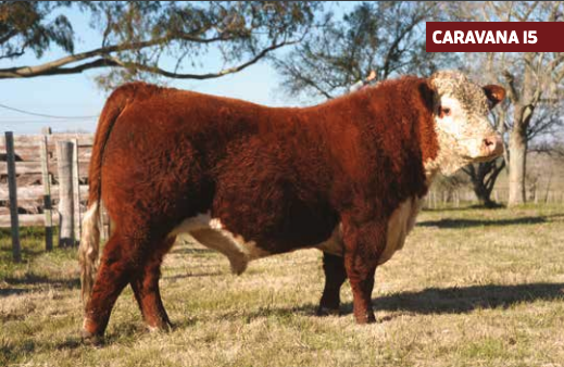 Lote LAS DIVISAS HOMETOWN 17/4