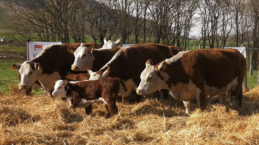 Lote VAQUILLONAS P.HEREFORD PR PARICION OTOÑO CABAÑA HUAICO MUN