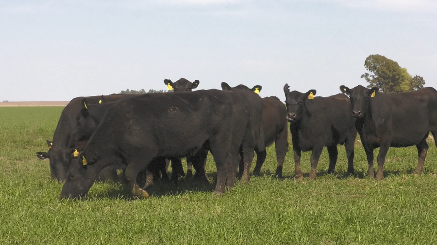 Lote VACAS  ANGUS NEGRO P. CONTROLADAS C/ GTIA DE PREÑEZ PARICION OTOÑO