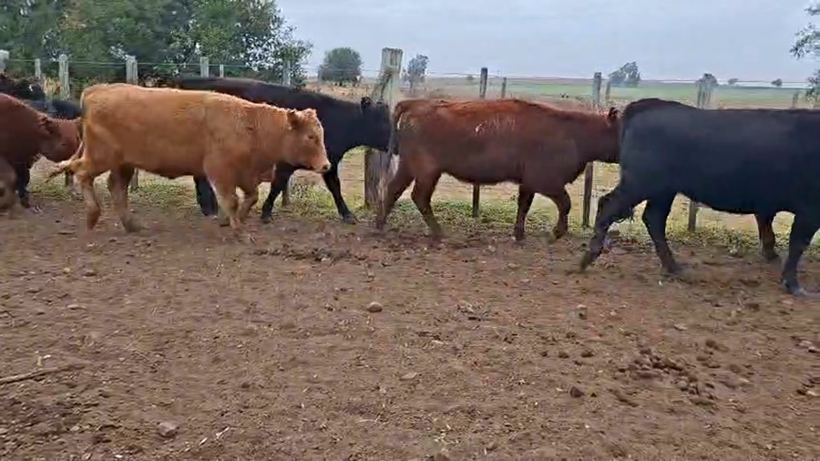 Lote VAQUILLONAS ENTORADAS