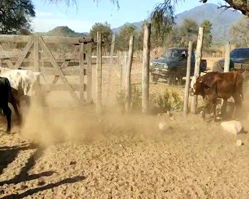 Lote 60 TERNEROS/AS CRUZA DE 195 KG, EN LUMBRERAS, SALTA.-