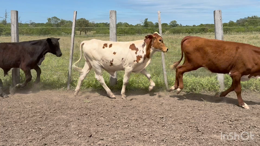 Lote 106 Terneros en Corrientes, San Luis del Palmar