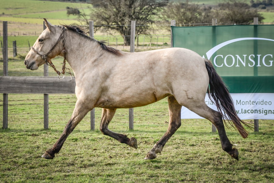 Lote CHARATA MOLLES