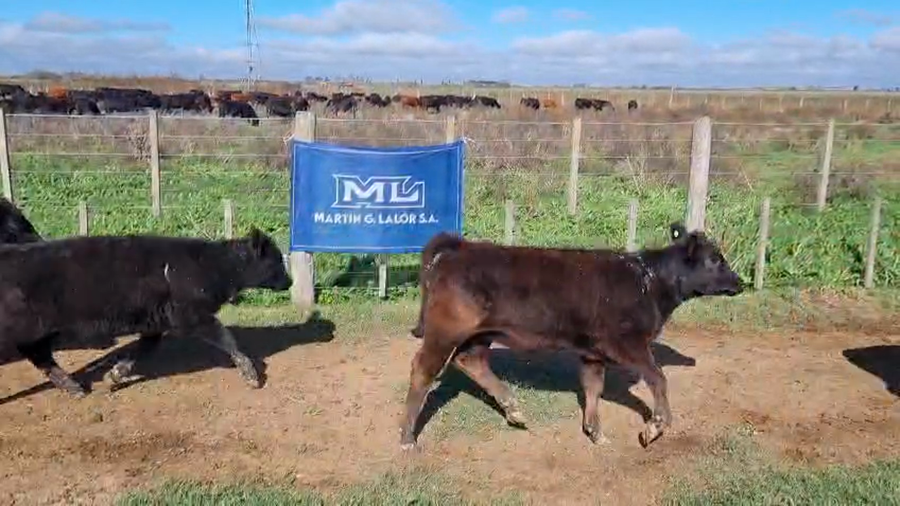 Lote tropa de 19 cabezas (13 hembras, 6 machos, hay 2 enteros)