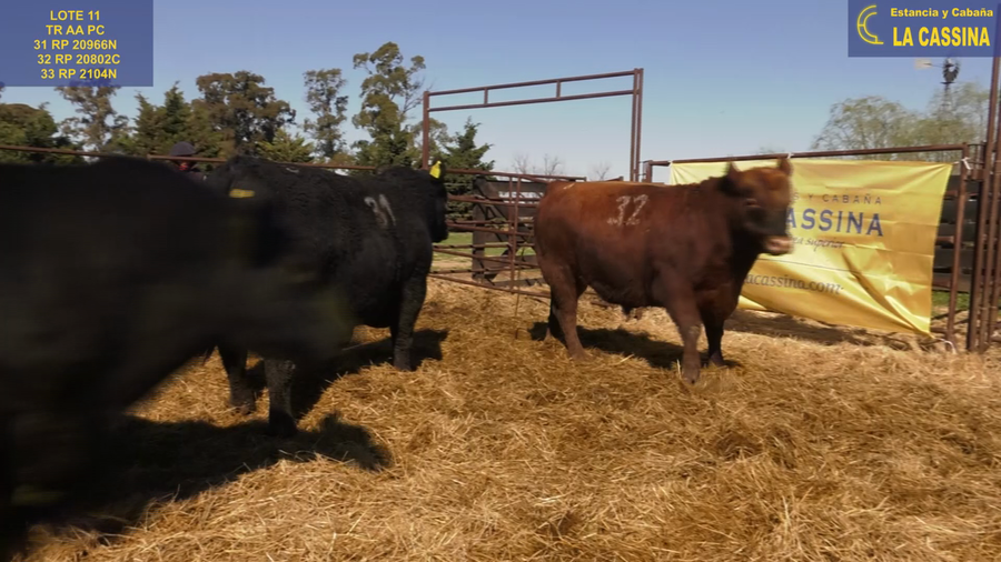 Lote TOROS ANGUS PURO CONTROLADO