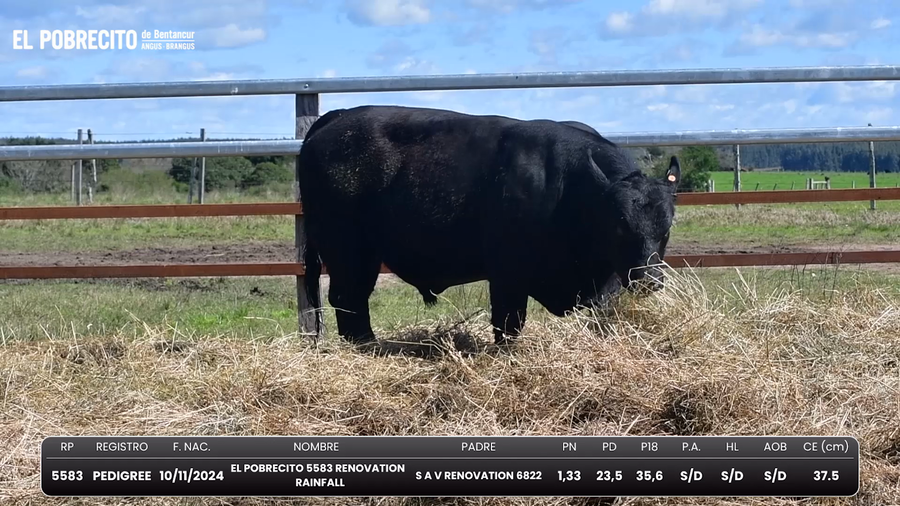 Lote Toros Angus
