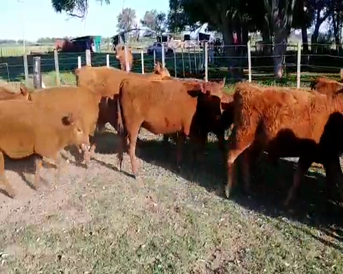 Lote 15 Terneras en Brandsen, Buenos Aires