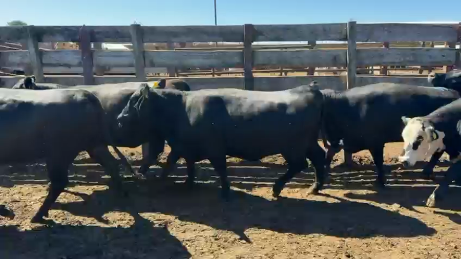 Lote 20 Vaquilla Gorda en Los Ángeles, VIII Región Biobío