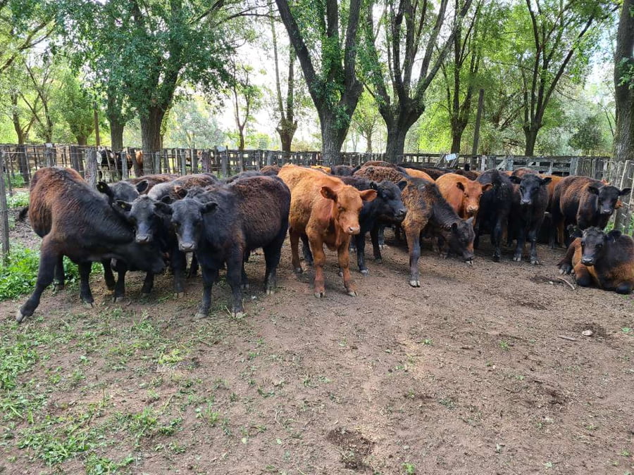 Lote 32 Novillitos en Gral. Lamadrid, Buenos Aires