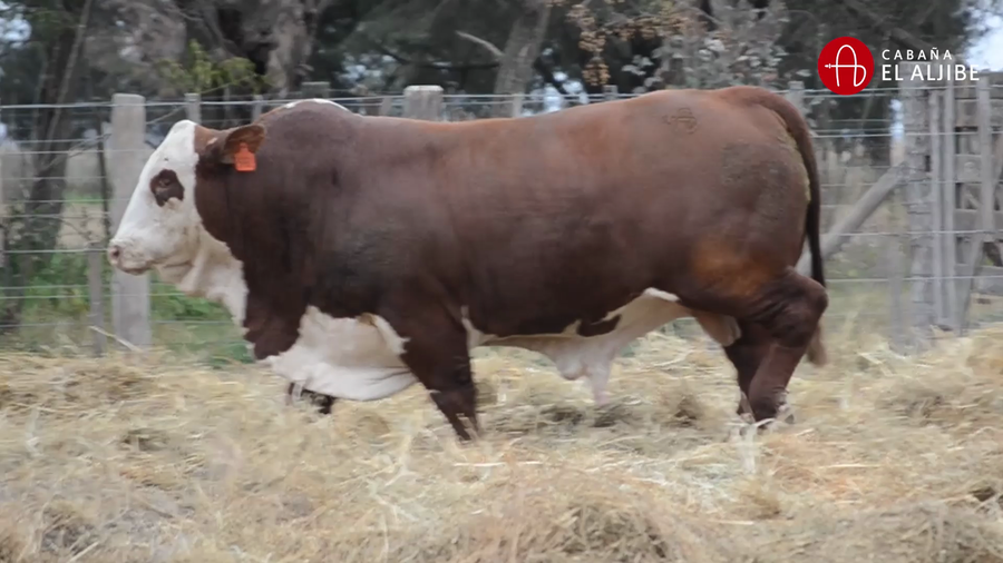 Lote BRAFORD EL ALJIBE