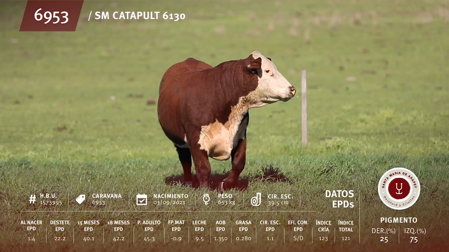 Lote Toros a remate en Remate anual Ñu Porá 2023, Paysandú