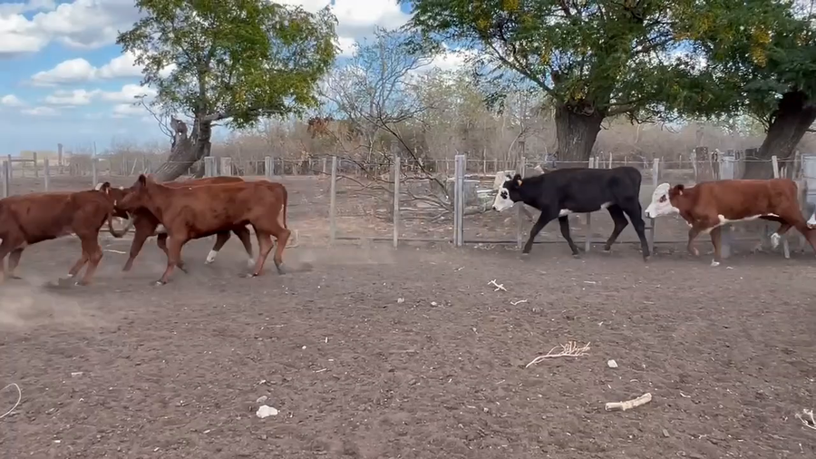 Lote 54 Vaquillonas 1 a 2 años en Paraje Palma Sola, Artigas