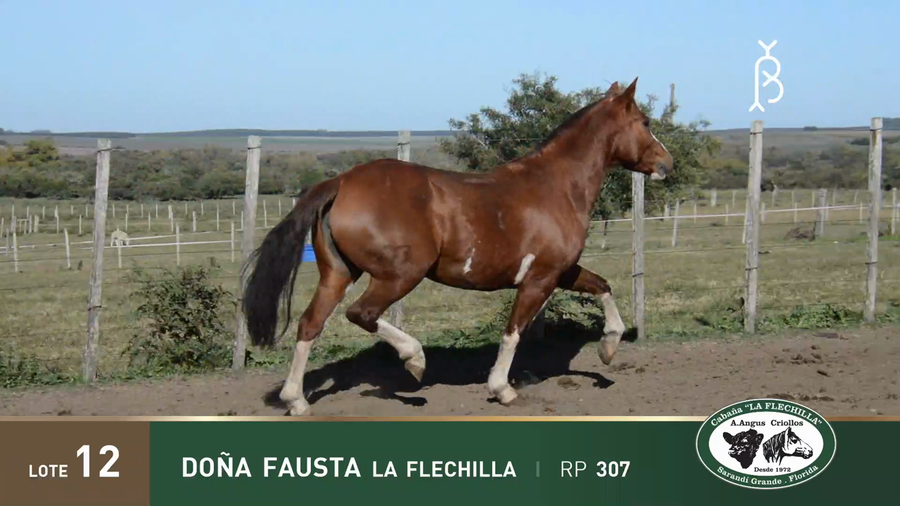 Lote DOÑA FAUSTA LA FLECHILLA