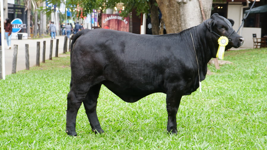 Lote Brangus a Bozal Expo 2022 RP 144 - Lote 9