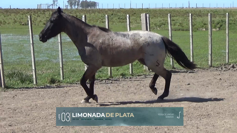 Lote Yeguarizos a remate en Criollos, Montevideo