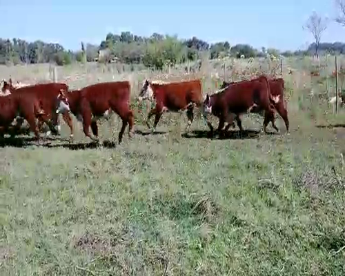 Lote 56 Terneros en Brandsen, Buenos Aires