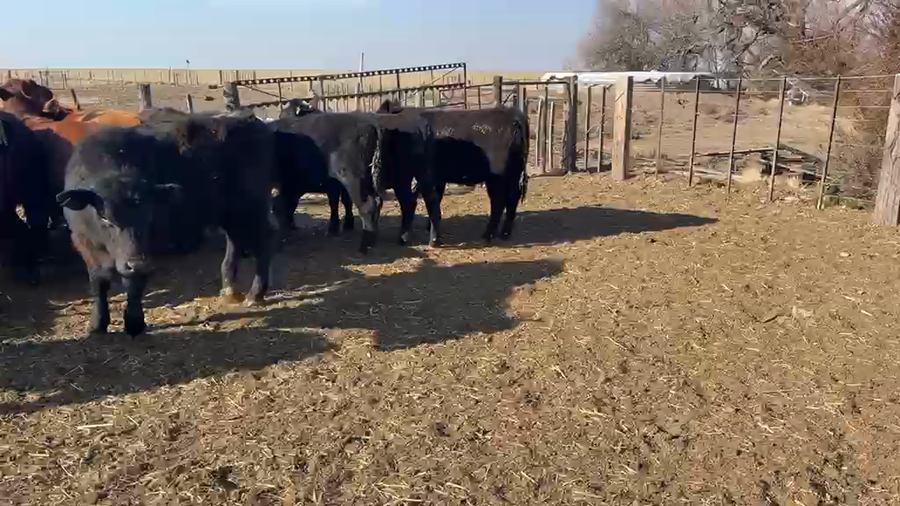 Lote 50 Novillitos en Puán