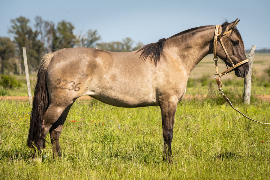 Lote DEL SILENCIO OJO NEGRO