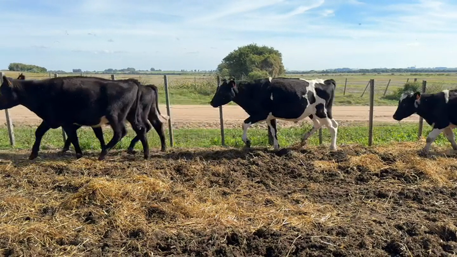 Lote NOVILLOS 1 a 2 AÑOS