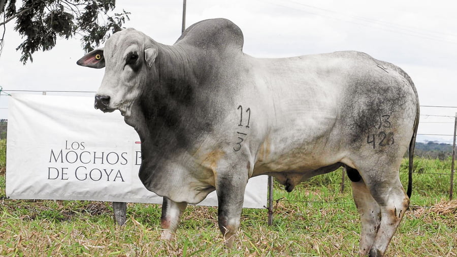 Lote LOTE 82