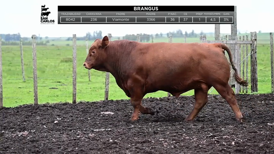 Lote Toros a remate en La Magdalena y San Carlos, Artigas