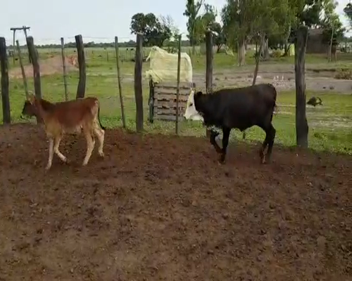 Lote 46 Terneros/as en Villa Ángela, Chaco