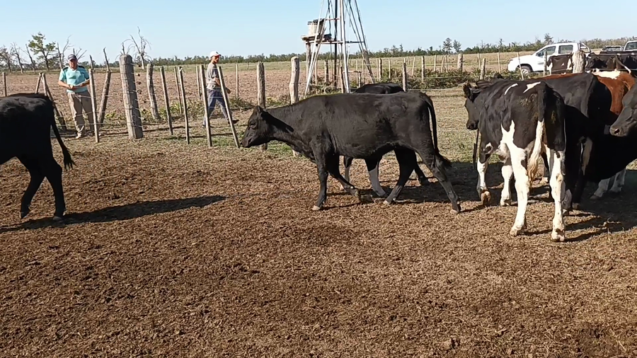 Lote 25 Terneros/as en Santa Fe, Palacios