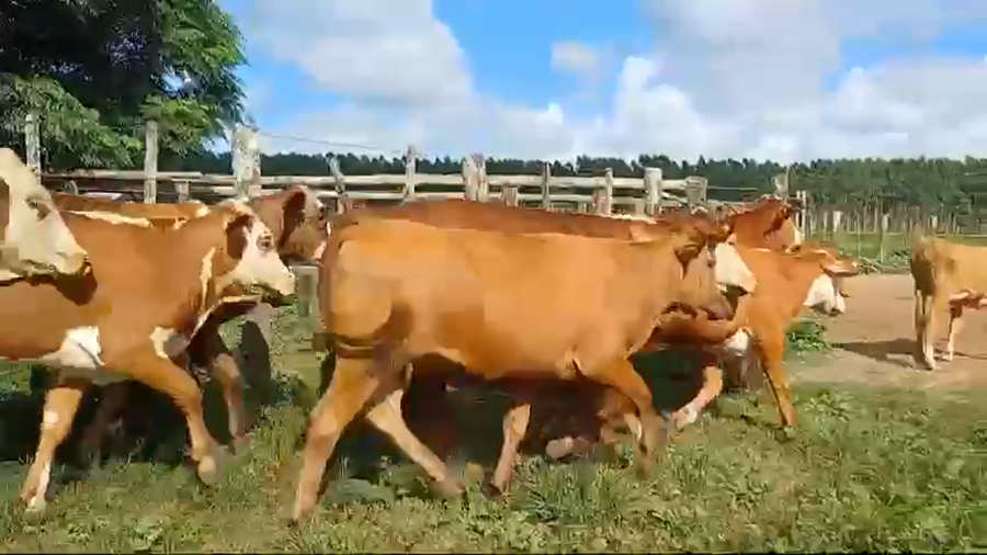 Lote 80 Terneros/as en Corrientes, Santa Rosa