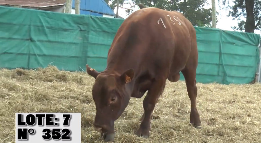 Lote 3 Toros PI / PO / PC a remate en Remate La Empastada , Artigas