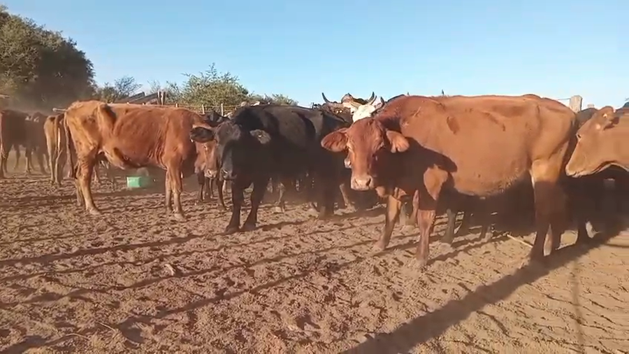 Lote 52 Vacas de invernar