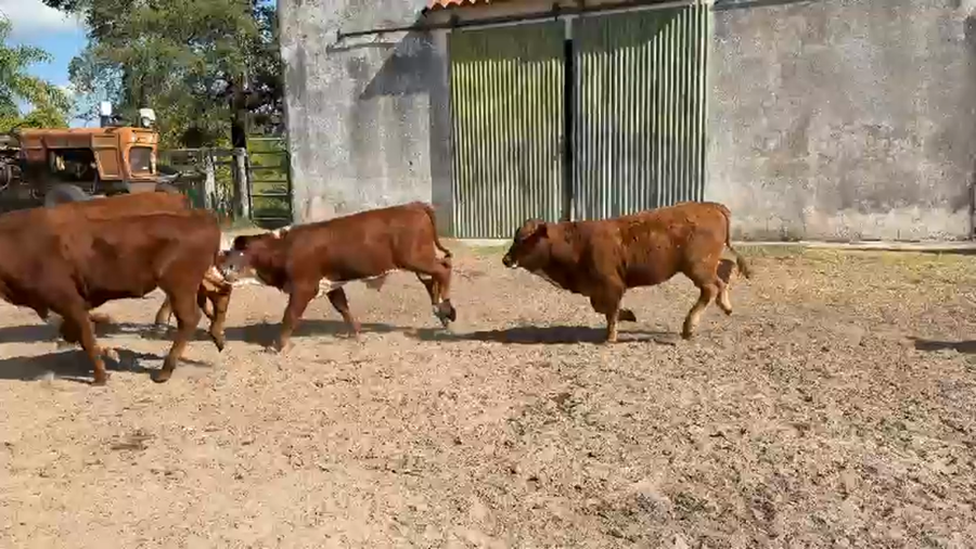 Lote 70 Terneros