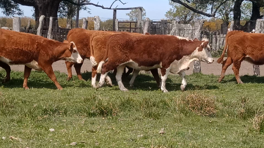Lote 34 Vaquillonas en Corrientes, Curuzu Cuatia