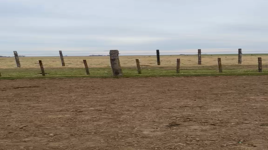 Lote 48 Novillitos en Santa Fe, Hughes