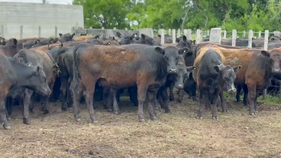 Lote 121 Vaquillonas