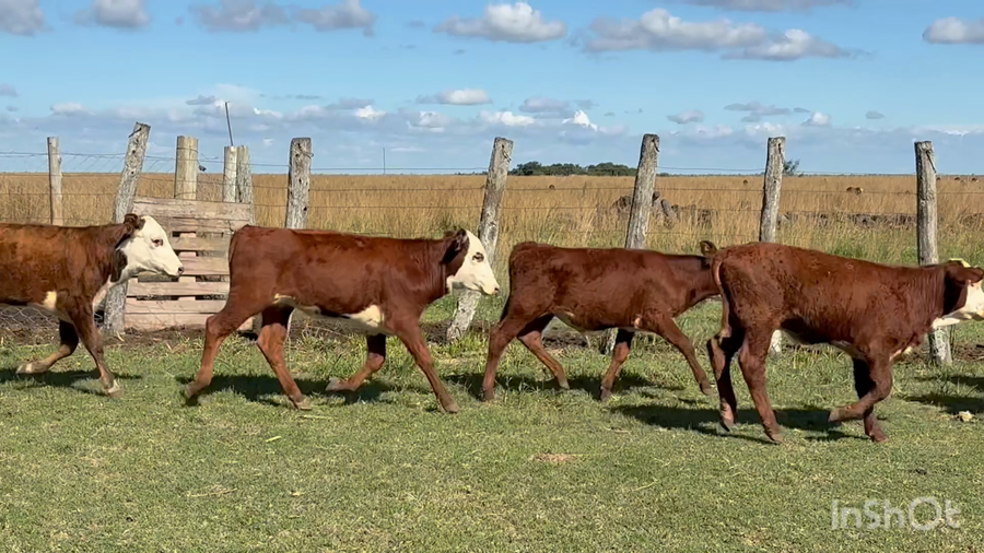 Lote 129 Terneros/as en Corrientes, Concepción
