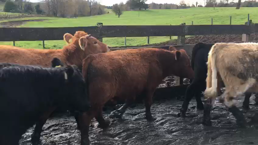 Lote 55 Novillo Engorda en Río Bueno, XIV Región Los Ríos