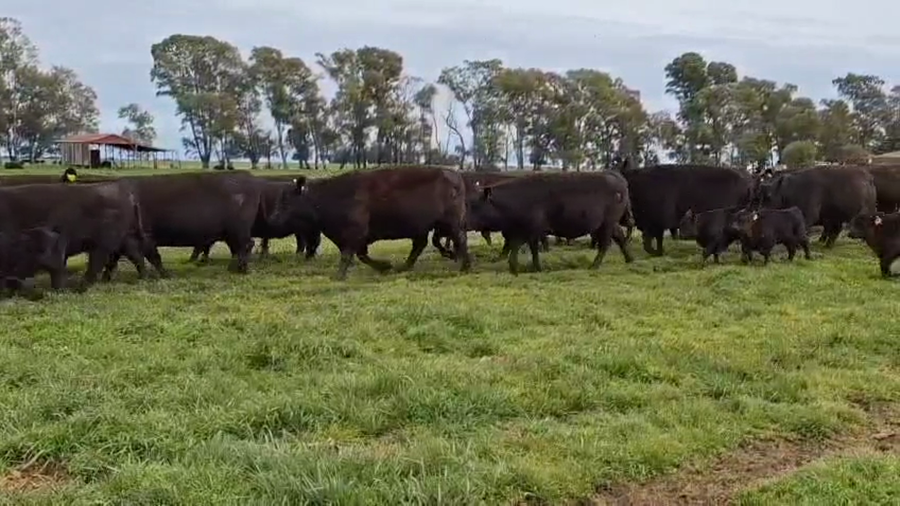 Lote 65 Terneros A TÉRMINO Pehuajó
