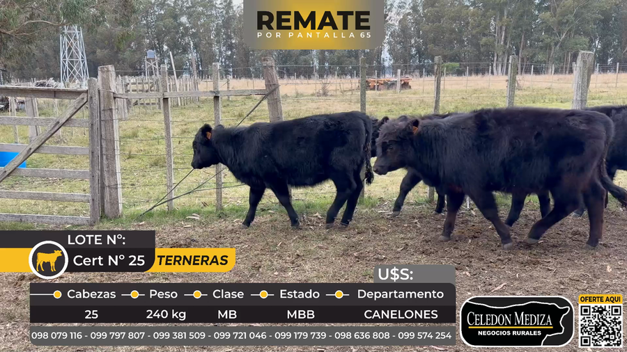 Lote 8 Terneras en Canelones