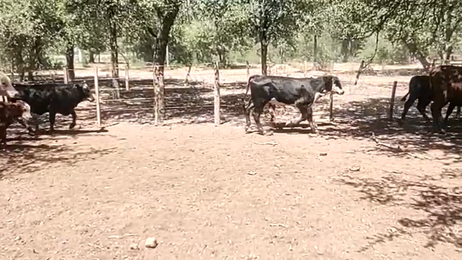 Lote 100 Terneros/as en Monte Quemado, Santiago del Estero