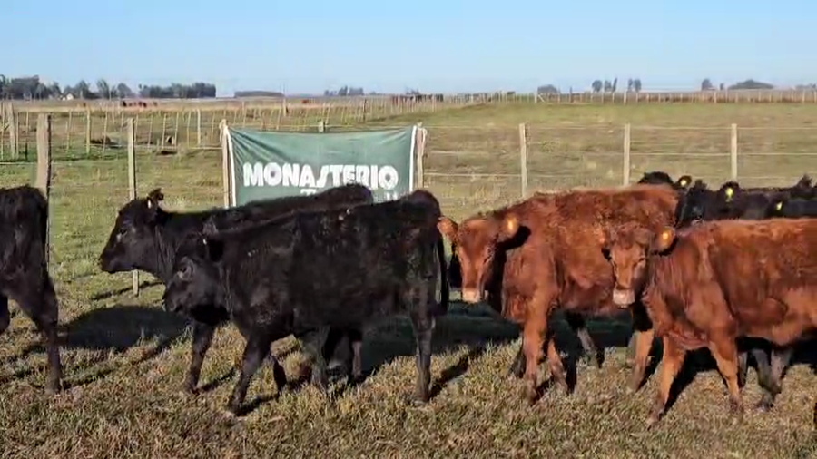 Lote 80 Terneras en Buenos Aires, Bolívar