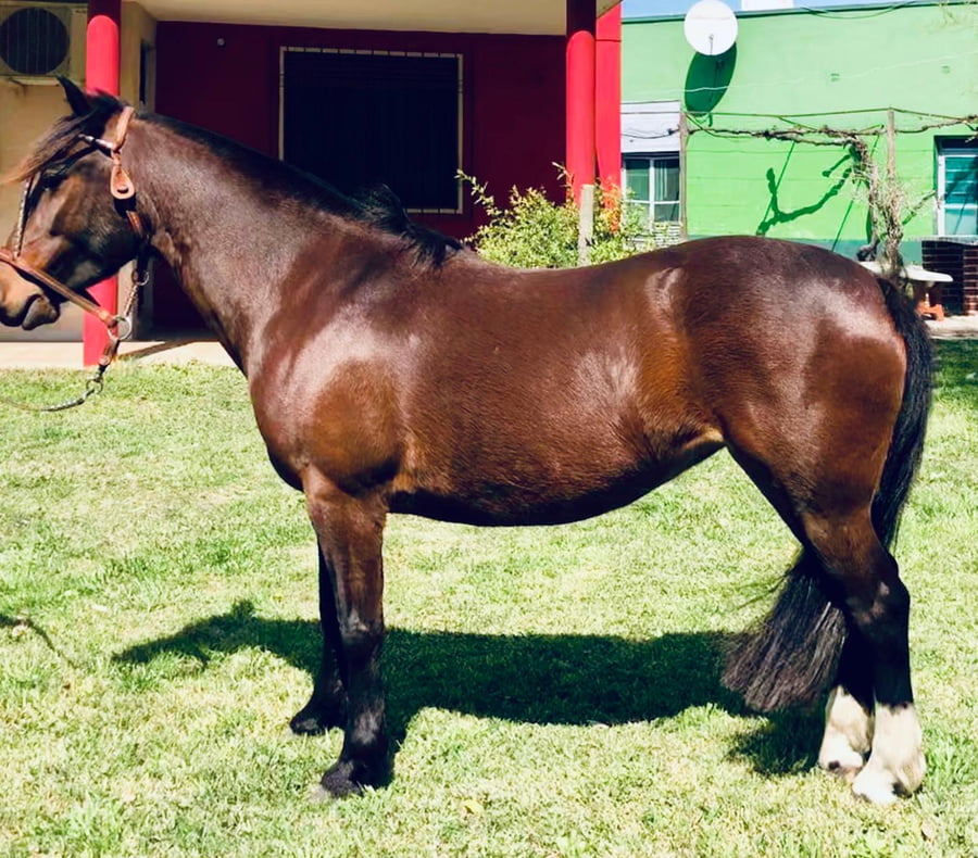 Lote Amanecer alunada