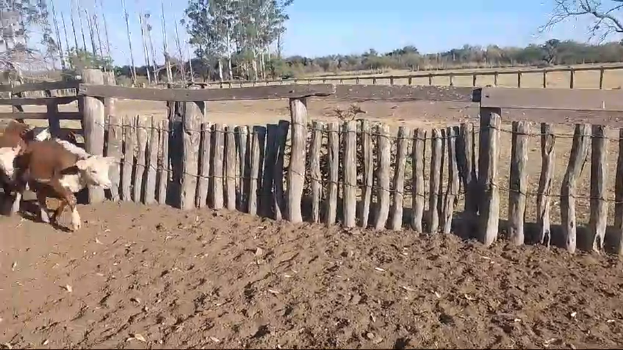 Lote 70 Terneras en Corrientes, Curuzú-Cuatiá