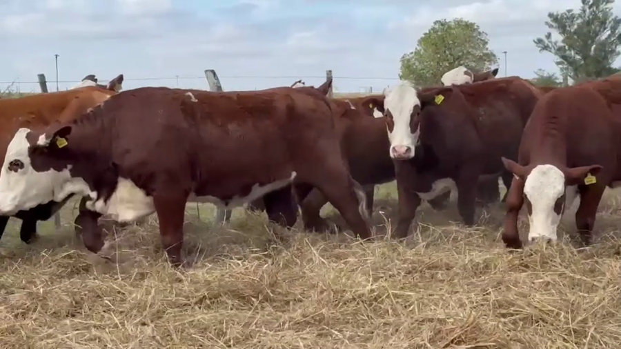 Lote 10 vaquillas Braford BO  para madres de "Olazul S.A."